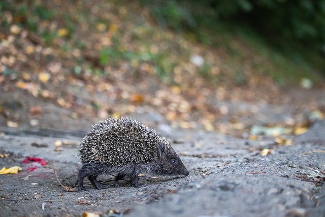 揭示魔术队 揭示魔术队